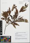 Foto von Salix fragilis L.